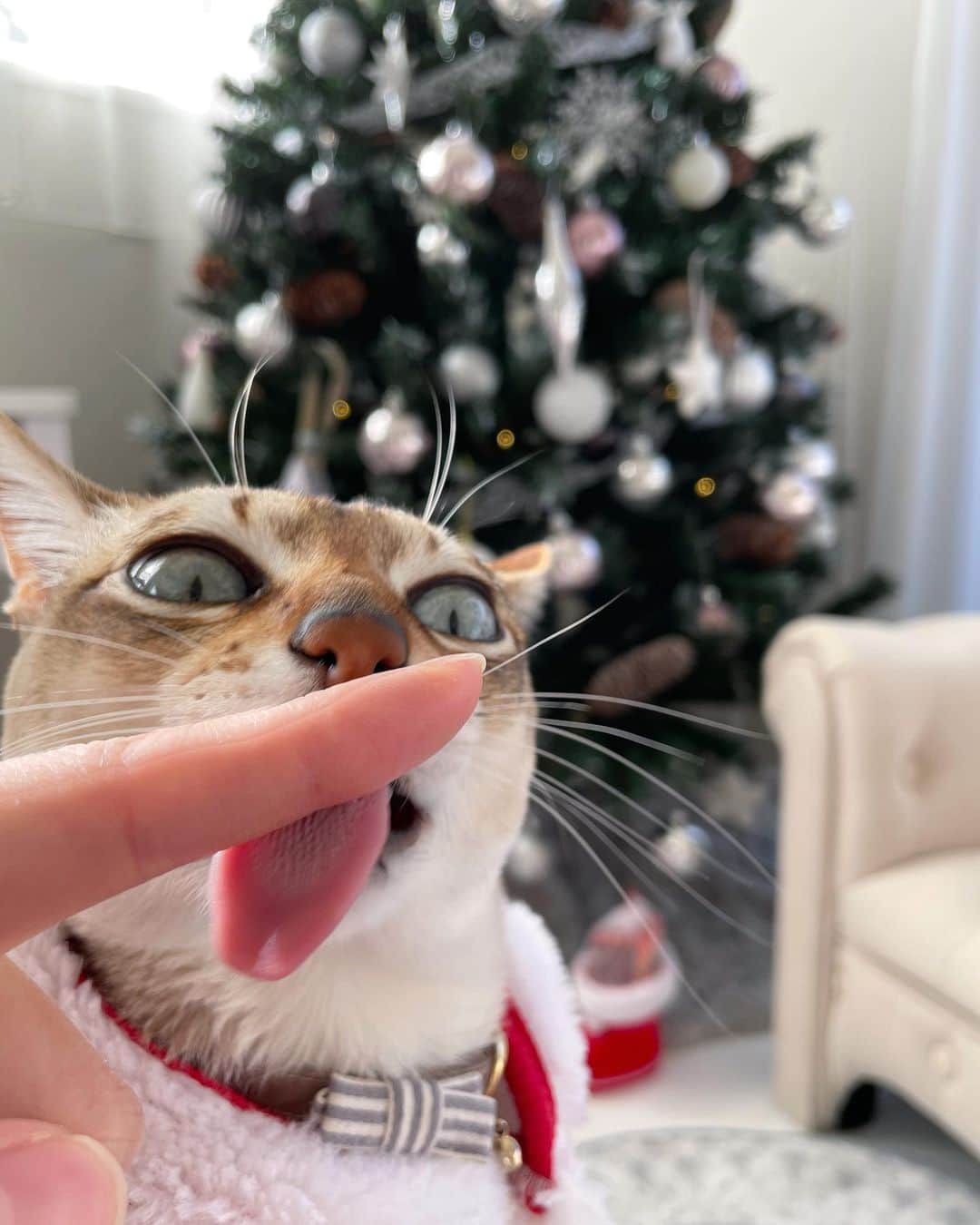 モルト♡Malt(Singapuracat)のインスタグラム：「おはよう🎄🎅🏼 アインシュタインがサンタになったらこんな感じ？ * * #catsofinstagram #cats_of_world #cat_features #catloversclub #cutepetclub #bestmeow #bestcats_oftheworld #themeowlife #Excellent_Cats #9gag #シンガプーラ #猫 #ねこ#ねこ部 #ふわもこ部 #猫のいる暮らし #猫とインテリア #クリスマス #サンタ #Christmas」