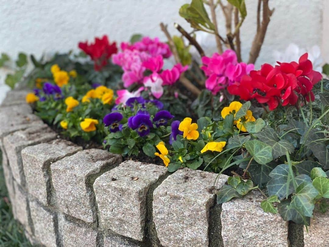 榊原郁恵さんのインスタグラム写真 - (榊原郁恵Instagram)「. お日様が出てるうちにお花植えられて良かった🤗 12月に入って　おばあちゃんが体調崩したり　インターホンが壊れたり…なんかバタバタして　気が付いたら、もうすぐクリスマス🎄じゃない❗️❗️ うひゃー早いね〜❗️ 玄関先だけでもチョッと華やかに❣️🤗 (渡辺徹さんはいつ　気が付いてくれるかしら…😉)  さあて、今日もお疲れさまね😊 土曜の夜はエフヨコ《 #虫の知らせ 》ですよ❣️ 磯野貴理子ちゃん登場でーす❣️聴いてネ✌️  12月18日(土) Fmyokohama「虫の知らせ」 19:00〜19:30放送  radikoでもお聴き頂けます❣️ 《HP》radiko.jp  #fmyokohama #磯野貴理子 #並木良和 #榊原郁恵」12月18日 15時38分 - sakakibara.ikue