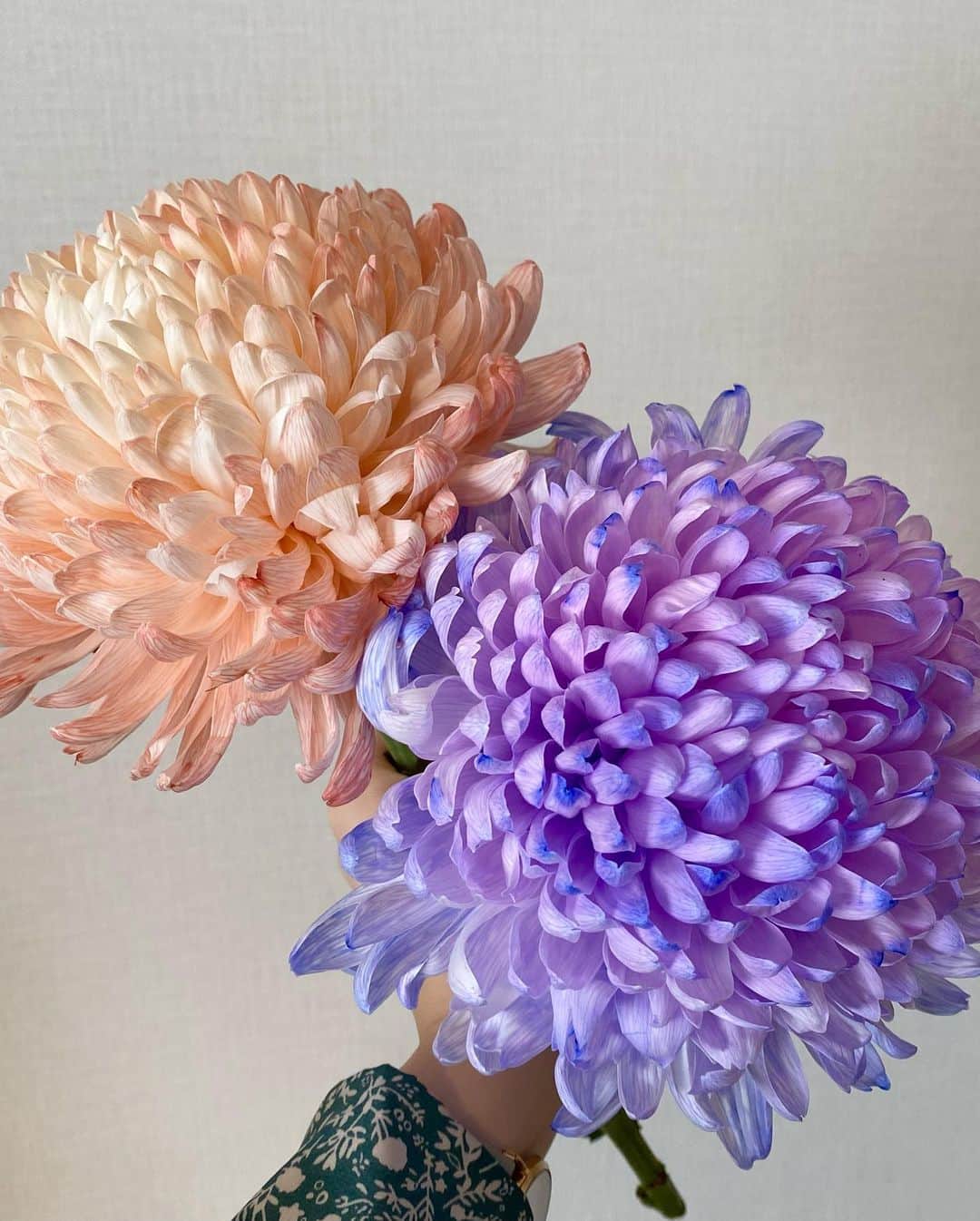 上山真未さんのインスタグラム写真 - (上山真未Instagram)「⁡ 取材した田原の「カラーリングマム」 ⁡ 満開に咲かせた菊に、 花用の染色液を吸わせ 鮮やかな色合いに🌈 ⁡ コロナ禍に需要が低迷する中、 新たな楽しみ方を提案しようと 生まれました。 ⁡ ころんとしたフォルム… 美しいグラデーション… その可愛さに心がときめきます😊 ⁡ ⁡ #カラーリングマム #フルブルームマム #花スタグラム #flowers #東海テレビ #ニュースOne #アナウンサー #上山真未 ⁡」12月18日 18時20分 - ueyama_mami