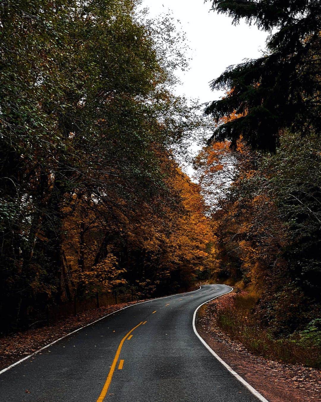 Cubby Grahamのインスタグラム：「I love Brooklyn NY but driving through Brooklyn WA is a sight to behold in the fall. Even more of a treasure was getting to drive it with my mom last month. She shared a few memories from when she used to come up here to compete in the local logging show behind the old historic Brooklyn Tavern. 🪵🪓」