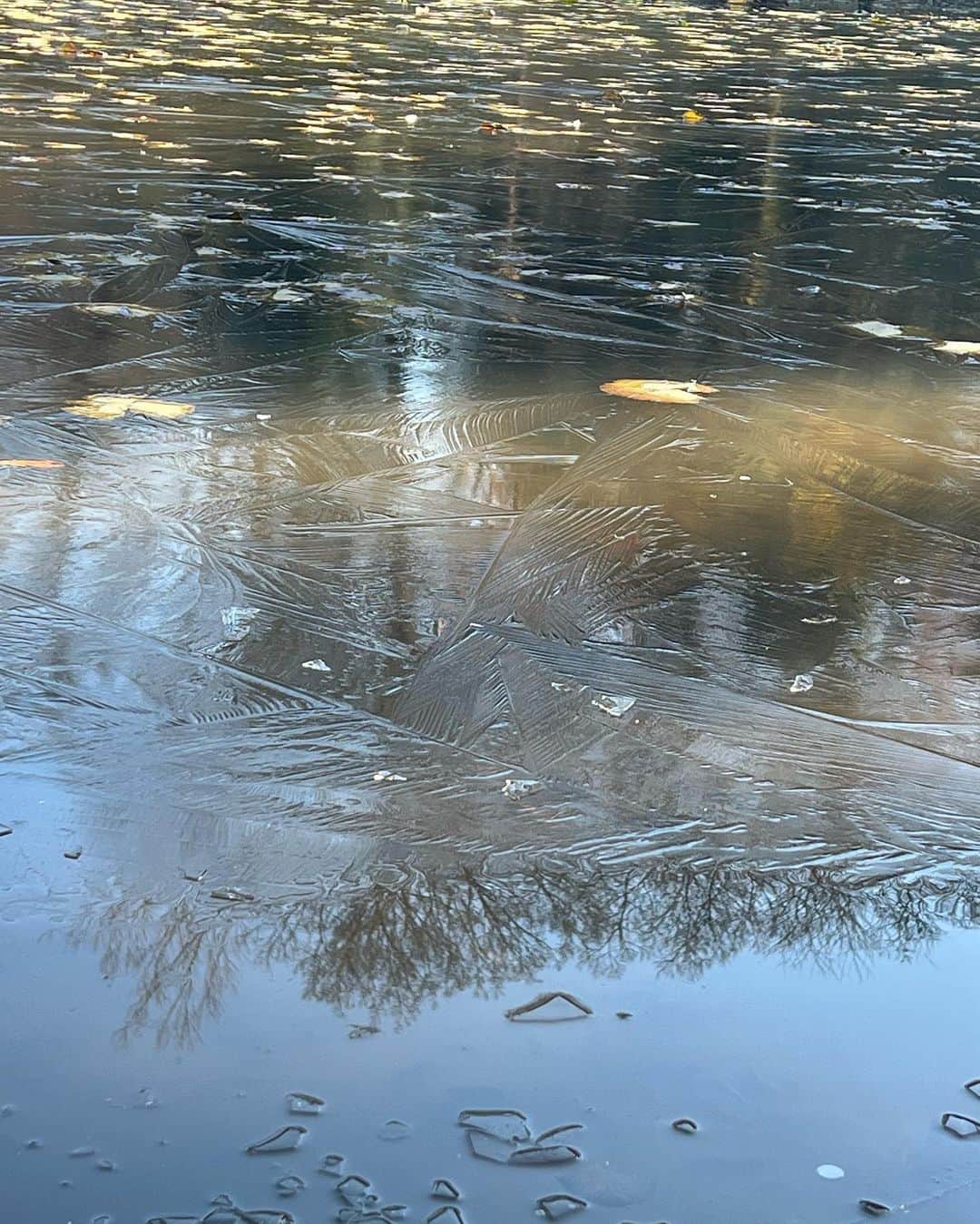 原日出子さんのインスタグラム写真 - (原日出子Instagram)「今朝のウォーキング🚶‍♀️ 緑道は すっかり冬景色。 霜が降り 池も凍ってました🥶 冷たい空気ではありますが 太陽の日差しは暖かく 気持ちの良いお天気☀️ 今日も元気に歩きました😊 今日は 7キロ 14024歩👍 帰ってから 煮て置いたりんごと レインボーキウイ グラノラを入れた ミルコロヨーグルトを頂きました💖  #ウォーキング #fitness #シニアのダイエット #緑道 #睡蓮の池 #冬景色 #毎日を楽しく #健康が1番 #ミルコロヨーグルト #キウイは皮ごと」12月19日 16時13分 - hara_hideko