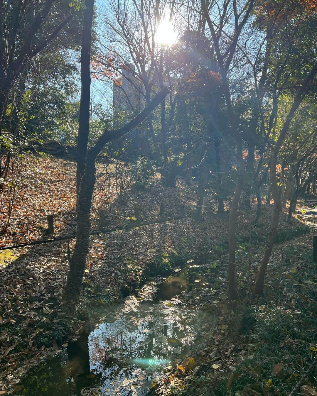 原日出子さんのインスタグラム写真 - (原日出子Instagram)「今朝のウォーキング🚶‍♀️ 緑道は すっかり冬景色。 霜が降り 池も凍ってました🥶 冷たい空気ではありますが 太陽の日差しは暖かく 気持ちの良いお天気☀️ 今日も元気に歩きました😊 今日は 7キロ 14024歩👍 帰ってから 煮て置いたりんごと レインボーキウイ グラノラを入れた ミルコロヨーグルトを頂きました💖  #ウォーキング #fitness #シニアのダイエット #緑道 #睡蓮の池 #冬景色 #毎日を楽しく #健康が1番 #ミルコロヨーグルト #キウイは皮ごと」12月19日 16時13分 - hara_hideko