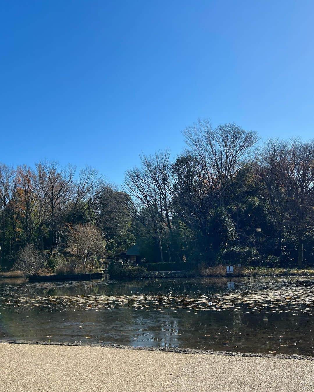 原日出子さんのインスタグラム写真 - (原日出子Instagram)「今朝のウォーキング🚶‍♀️ 緑道は すっかり冬景色。 霜が降り 池も凍ってました🥶 冷たい空気ではありますが 太陽の日差しは暖かく 気持ちの良いお天気☀️ 今日も元気に歩きました😊 今日は 7キロ 14024歩👍 帰ってから 煮て置いたりんごと レインボーキウイ グラノラを入れた ミルコロヨーグルトを頂きました💖  #ウォーキング #fitness #シニアのダイエット #緑道 #睡蓮の池 #冬景色 #毎日を楽しく #健康が1番 #ミルコロヨーグルト #キウイは皮ごと」12月19日 16時13分 - hara_hideko