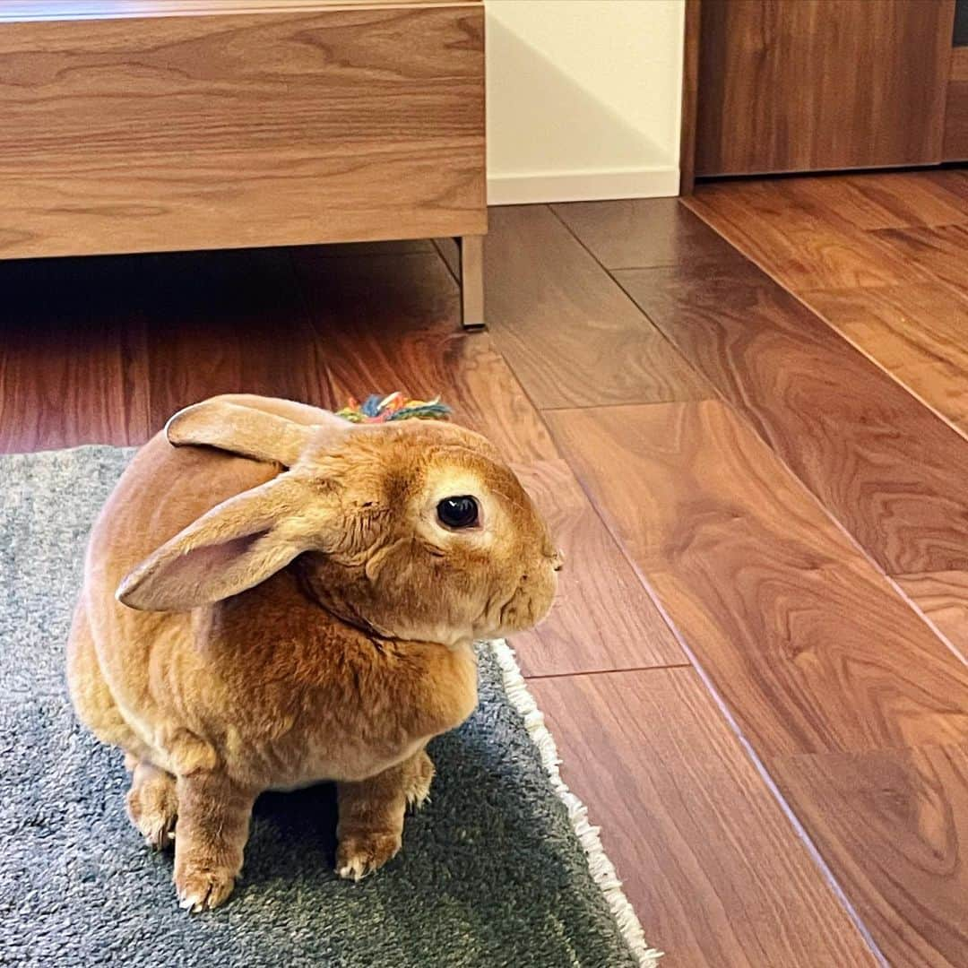 小島瑠璃子のインスタグラム：「🥕 きなこ」