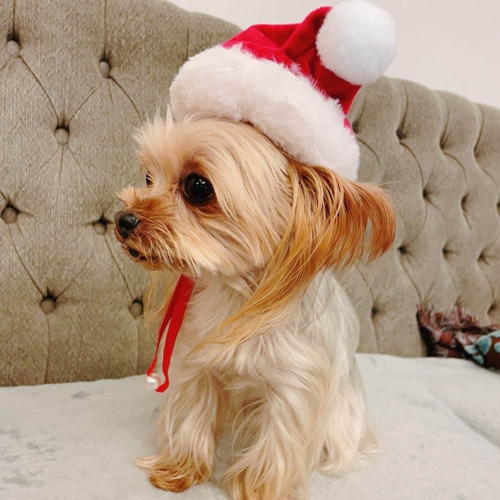 島本真衣さんのインスタグラム写真 - (島本真衣Instagram)「もうすぐクリスマスですね🎄 最近はアンジュもクリスマス仕様です🐾  #犬　#いぬすたぐらむ  #犬のいる暮らし  #ヨークシャテリア #アンジュ  #クリスマス #もうすぐですね #今週も頑張りましょう #テレビ朝日 #アナウンサー #島本真衣」12月19日 19時29分 - mai_shimamoto_ex