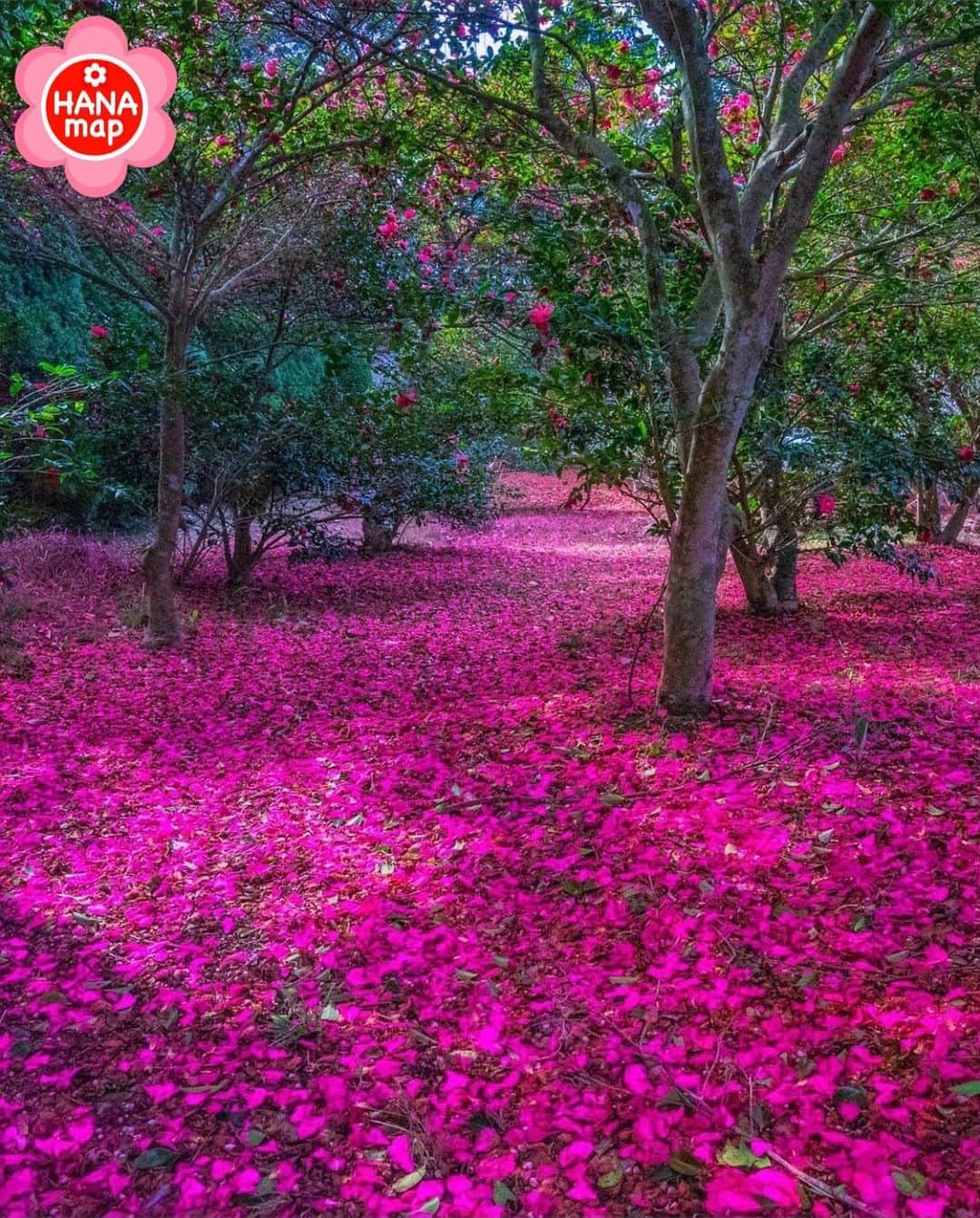はなまっぷ❁日本の花風景さんのインスタグラム写真 - (はなまっぷ❁日本の花風景Instagram)「🌸はなまっぷ🌸 *  @ramumi8 さんの 花のある風景に花まるを💮 * 何度見ても美しい鮮やかなピンクの絨毯をありがとうございます😊🌸 * 福岡　#のこのしまアイランドパーク  Nokonoshima islandpark, Fukuoka Pref. * 🌼サザンカの花言葉📝🌼 困難に打ち勝つ、ひたむきさ * ※見頃が過ぎている花、終わっている花もご紹介させていただいています。 * 🌸•••🌸•••🌸•••🌸•••🌸•••🌸 * いつも素敵なお花をありがとうございます😊 #はなまっぷ #日本の美しい花風景#花のある風景#花#花言葉#花#能古島#サザンカ#山茶花 * 🌸••••••お知らせ••••••🌸 * おうちで楽しむお花畑🌸 世界中に贈りたい　花の絶景100 Superb view of flowers 100 大好評発売中！！ Amazonからご購入いただけます📖 （@hanamap プロフィール欄にURL有） 日本の美しい花風景がたっぷり100ヶ所🌸 ぜひご覧ください😄」12月19日 22時30分 - hanamap