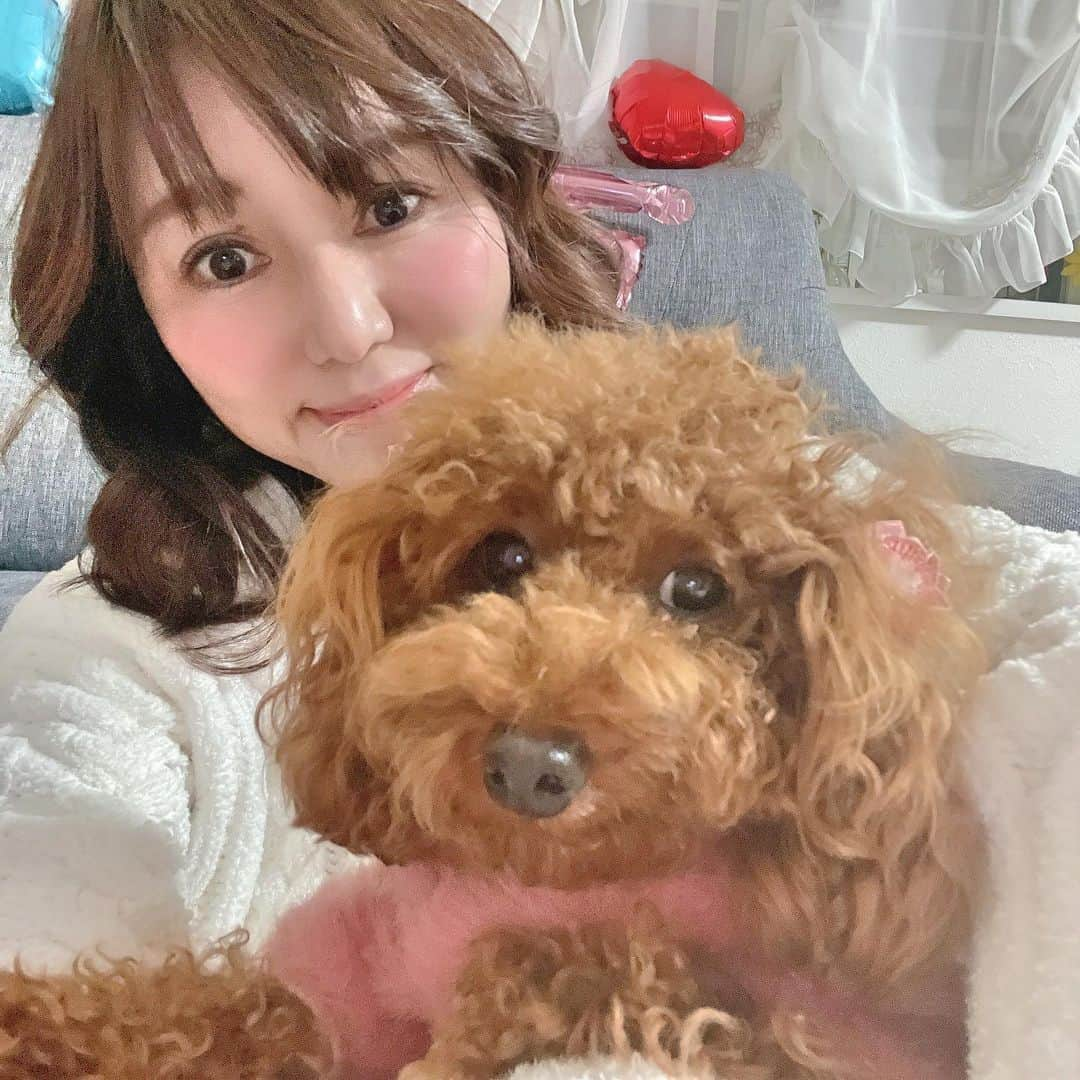 上原みなみさんのインスタグラム写真 - (上原みなみInstagram)「今日は、凛ちゃんの1歳お誕生日です。 ワンちゃん用のケーキ、美味しそうに食べていました。 #トイプードル #といぷーどる #といぷー #トイプードル女の子 #可愛い犬 #わんこ #わんすたぐらむ #わんこのいる生活」12月19日 23時13分 - minami.uehara