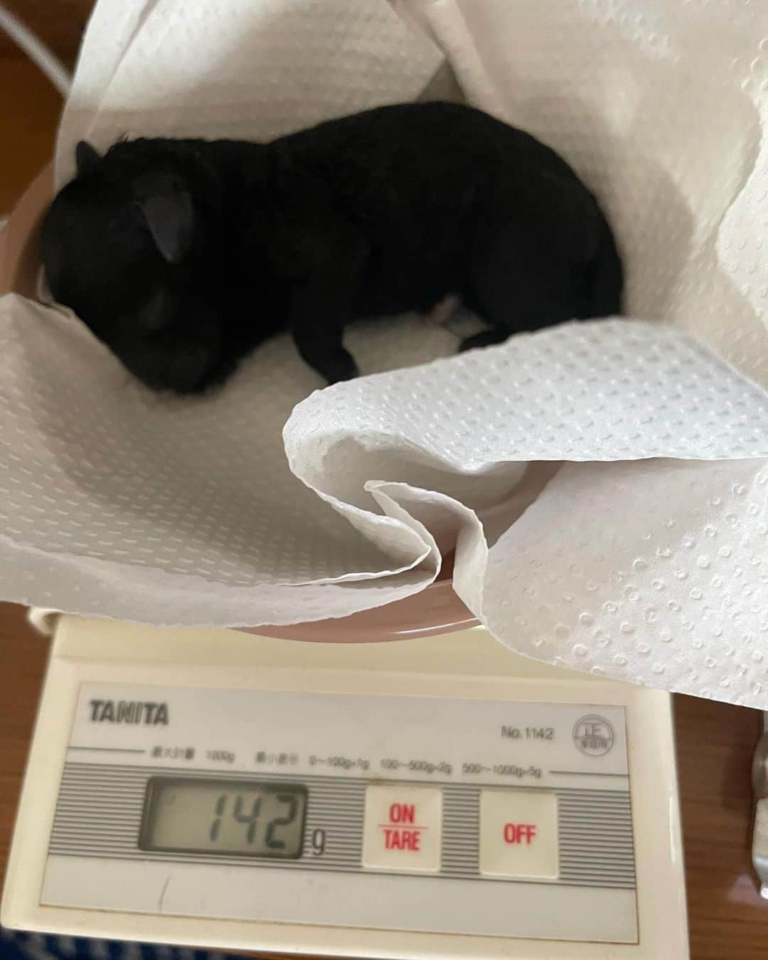 のインスタグラム：「ウチのトイプードル、ルルが 赤ちゃんを産みました👶 俺が初めての事なので超絶 テンパリながらちょっと出たのをゆっくり引っ張り上げました😅出てきたら皮かぶってるのをはいだり、やる事が沢山あってテンパリました😂😂 でも無事に産まれてくれてよかったです😊 #トイプードル女の子」