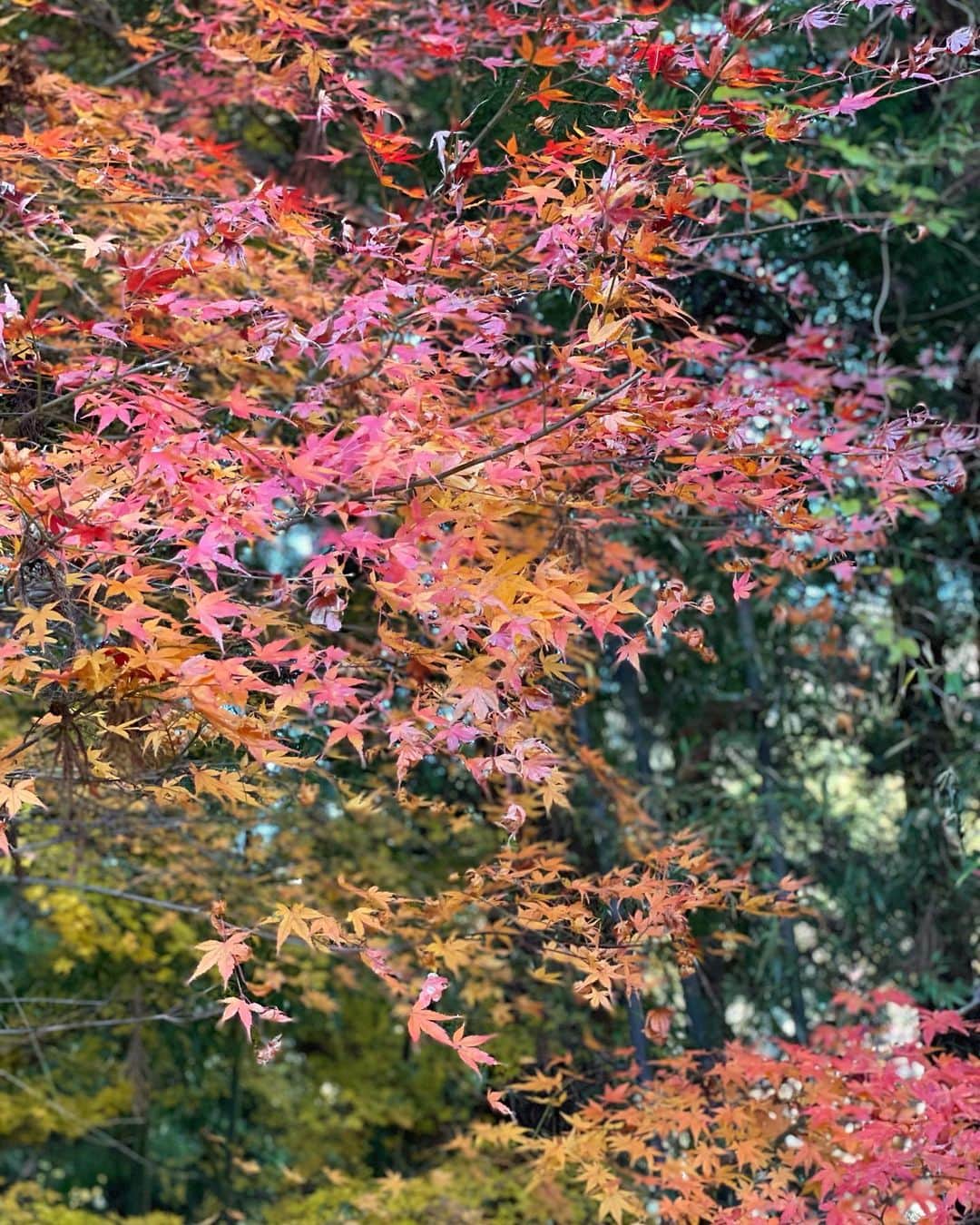 西山真以さんのインスタグラム写真 - (西山真以Instagram)「自然の中でのサ活体験🧖‍♀️🌿 @hinoko.jp  苦手意識のあったサウナでしたが、意外と好きになれるかも😽  少し足を延ばすと、東京にも自然溢れる気持ちのいい場所があることを知れたとある週末🌿  #hinokotokyo  #サウナ」12月20日 13時04分 - mai0830