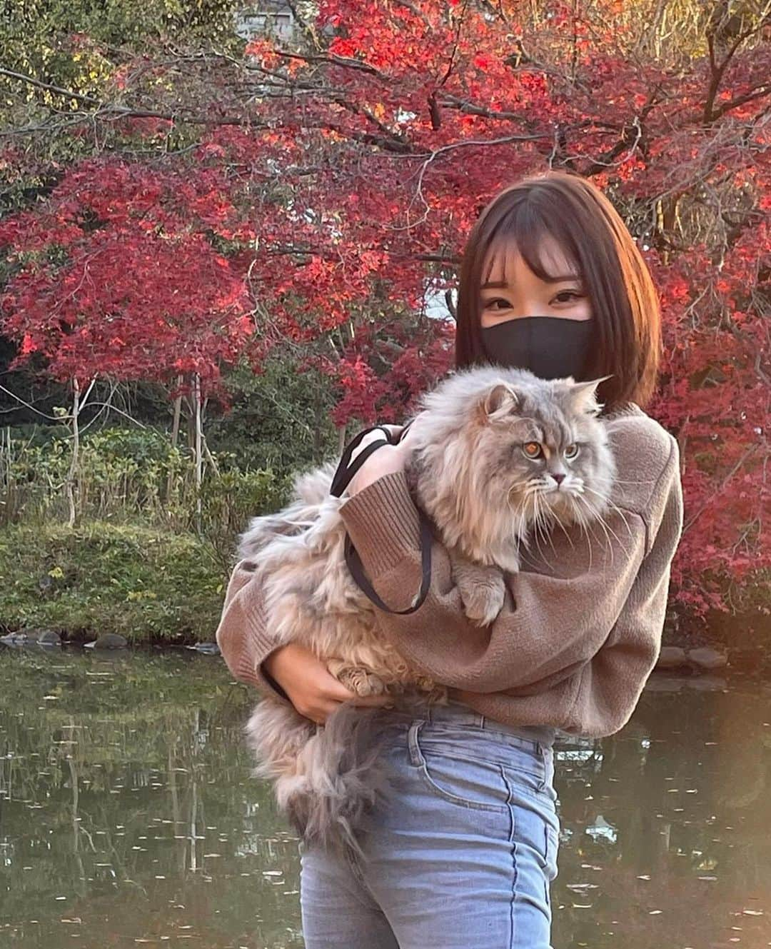 まいてぃ（粕谷まい）さんのインスタグラム写真 - (まいてぃ（粕谷まい）Instagram)「こないだサスケ(愛猫🐈)と一緒に紅葉を観に公園へ行ってきました♡♡ お友達の可愛いマイクロティーカッププードルのワンチャンも一緒でした♡♡ マイクロティーカッププードルという犬種がある事を初めて知ったんですけど、常日頃TバックTバック口にしているので何度もマイクロティーバックと言い間違えてしまって申し訳ない気持ちと恥ずかしい気持ちになりました笑 これを書いている今も頭の中ではマイクロティーバックになっていて…💦 職業病ということで🙇‍♀️🙇‍♀️ ・ ・ お外で見るサスケはお家の中より警戒しているのか凛々しくて頼もしい表情で、かっこよかったよ☺️☺️💕 ちなみに私はママポジションではなく彼女ポジションです！！(聞いてない) たまにはお外のお散歩もいいね♡ 帰ってゆっくりちゅーるあげました🥰💓 大好きなサスケに長生きして欲しいので、頻繁にはお外に出しませんが、たまにはのびのびと野生の心を思い出してもらおうと思います。 ・ ・ ・ #猫 #ねこ #ねこすたぐらむ #猫のいる暮らし #にゃんすたぐらむ」12月20日 15時32分 - maity_0917