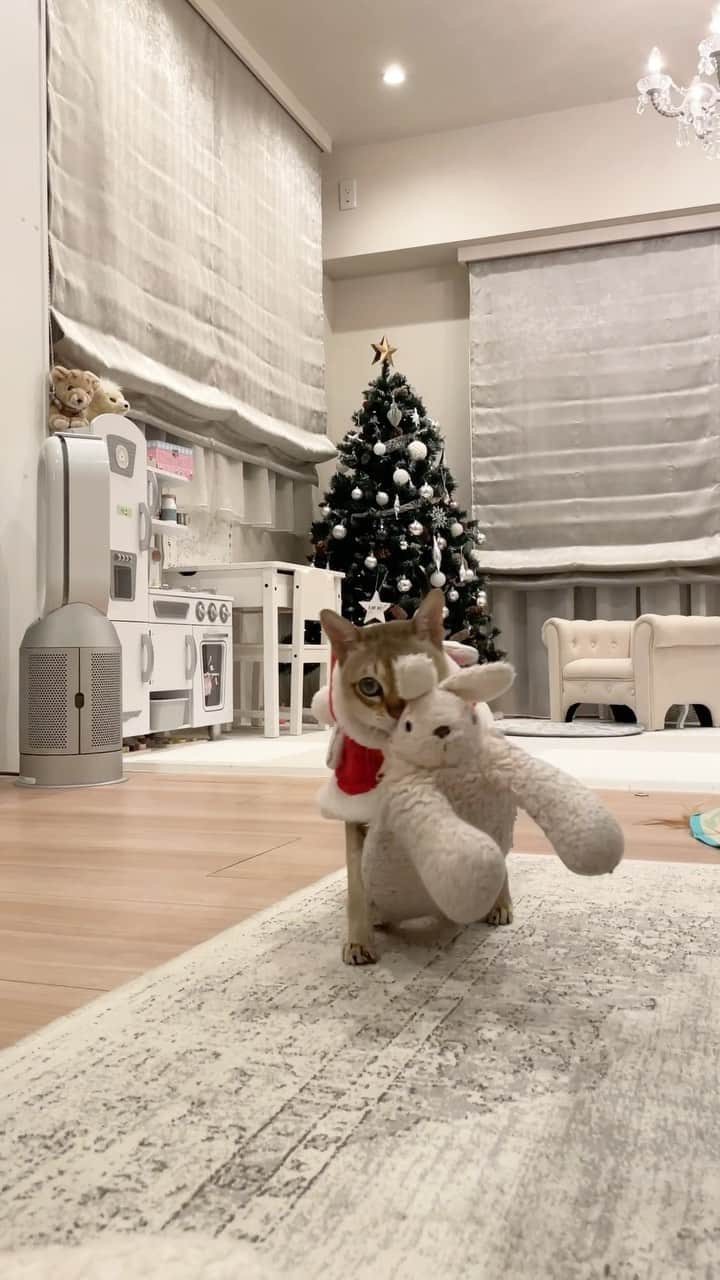 モルト♡Malt(Singapuracat)のインスタグラム：「🎅🏼てちてちてちてち…🎵🐇🎄 今年のサンタはトナカイのソリに乗らずに、てちてちうさちゃんでプレゼント運ぶよ😹🎁 * * #catsofinstagram #cats_of_world #cat_features #catloversclub #cutepetclub #bestmeow #bestcats_oftheworld #themeowlife #Excellent_Cats #9gag #シンガプーラ #猫 #ねこ#ねこ部 #ふわもこ部 #猫のいる暮らし #猫とインテリア #猫動画 #catvideo #funnycat #てちてち」