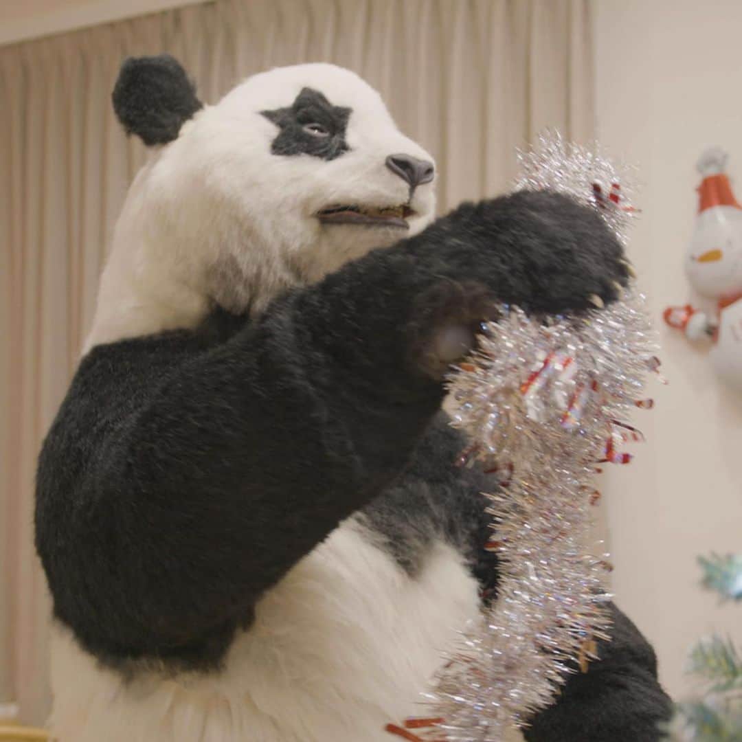 星星（セイセイ）のインスタグラム：「🎄🎁🐼🍩 #クリスマスツリー #飾りつけ . きょうの #ベラベラENGLISHは ...💯 🌟Don't get your tinsel in a tangle 🌟落ち着いて . クリスマスツリー飾るのって、こんがらがっちゃうよね❣️🐼 #星星落ち着いて . #星星 #パンダ #panda #pandagram #パンダ好きな人と繋がりたい #ZIP!」