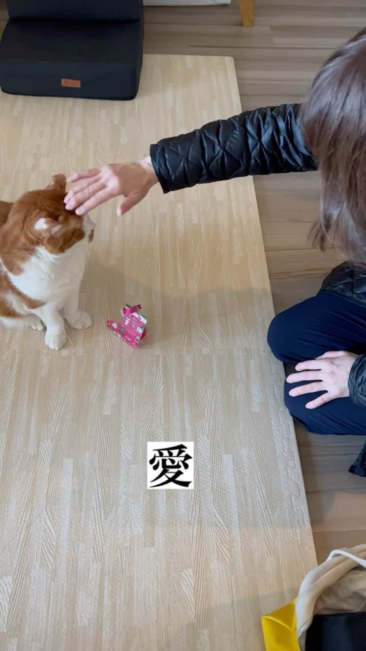 のインスタグラム：「愛  小宮マネージャーのハナちゃんへの愛  「ハナちゃん、メリークリスマス  ハナちゃんが食べられないのにごめんなさい」  と、チョコレートを渡しながら  クリスマスという行事があることを優しく説明してくれていました  いつもハナちゃんを可愛がってくれてどうもありがとう🍀✨  ハナちゃんにはたどたどしいですが  仕事は完璧に出来る  勤続34年のベテランチーフマネージャーです。」