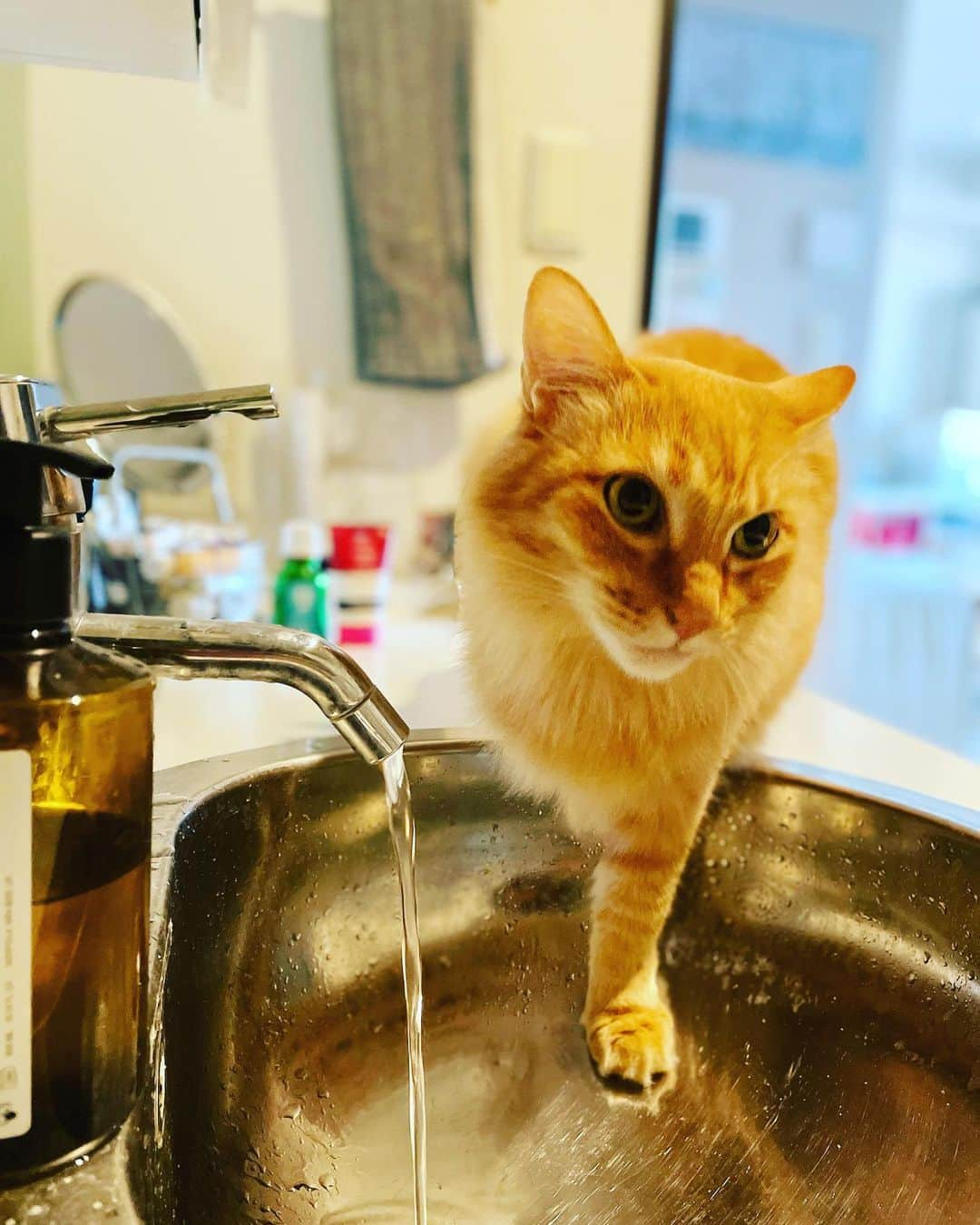 猫沢エミさんのインスタグラム写真 - (猫沢エミInstagram)「寝た。10時間寝た。  早朝、猫兄弟に起こされたが、また寝て合算10時間寝た。起きたら喉が痛く、覗き込んだらうっすらと白い斑点を見つけて（疲れた時の扁桃腺前兆）すぐさま近所のクリニックに駆け込み、抗生剤を処方してもらった。先生は、飲まなくても大丈夫そうとおっしゃったが、25日にライブを控えている身ゆえ、今回は念には念を入れて飲むことにする。  たたみかけるように前進する中、昨日はVISA申請をなんとか無事に終えた。申請予約時間の30分前に、フランス観光開発機構さんからの推薦レターを頂くという、かなりスリリングな展開だったけど、機構のみなさんの、ほんと家族かな？　ってほどの温かい手助けに感謝の言葉が見つからない。各出版社の担当編集者さん、そしてアンスティチュ・フランセさん、フローラン・ダバディさん、多大なるご協力ありがとうございました。（まだVISAの可否はわからないけど、この時点でもう感謝の言葉しかありません🥲）  VISA申請にまつわる謎のエトセトラについては、終わってみてもやっぱり謎だらけで、特に申請時に支払う手数料。その日のユーロレート換算による日本円で金額が出るのだけど、行ってみないと正確な金額がわからない＆お釣りなしで出さねばならないという謎の難易度。ええっ…⁈ 12692円…10円玉1枚足りない…100円玉も5枚足りない…と大使館近くの近所の食料品店に駆け込んで、ちっちゃなものを買ってなんとか揃えた。申請者で、この情報を事前に把握されている様子の方は、小銭をじゃらじゃらたくさん持参されていた👀  しかしまぁこんな時期に、VISA申請される方ってそもそもいらっしゃるのかな？　と思っていたら、結構いる👀　様子を伺っていると、フランスの大学へ行かれる方、専門学校へ行く方。強者は、この大変な時期に起業してフランスで会社を起こそうとしている女性もいた。た、たくましい…‼️  コロナ期の対応と、通常時の対応の違いが私にはわからないのだけど、昨日は窓口で申請書類を出して、その場で係の方が必要なものだけ抜き取って、あとは即時返却。（サイトでは「すべての書類にA4サイズのコピーを最低一部は付けること」とあったけど、コピーがいらない書類もいくつかあった）そして、私のカテゴリー（Passeport talent - Profession artistique et culturelle, pour une activité non salariée パスポート・タラン-芸術・文化従事者のフリーランスカテゴリー）の、フランス側の外務省サイトでの確認時には記述があった「日付を確認できる6ヶ月以内の住居証明書」（私は住民票を用意しました）が実際には必要なかったなど、行ってみて初めて知ったことも多かった。（その後、隣の窓口で両手指の指紋採取、写真撮影、手数料支払いと書類返却時の赤いレターパックを渡す。係の方は日本人、フランス人のマダムとも、とても優しく丁寧な対応でした）  が❗️とにかく突き返されるのは良しとして「必要そうなものは、事前にすべて過剰なくらい用意しておくのが良し」という彼のアドヴァイスもあって、「この書類が足りませんね」という係の方の言葉はなく、おそらくすべての書類は足りていて、うまくいけば一発でVISAが降りそうな感触だった。  他の申請者の方の様子を伺っていると、申請に来るのはもう何度目かで「またこれが足りないか〜」的な雰囲気だった。私からしてみると〝す、すごい鷹揚……👀ある意味、フランス的！〟と驚いた。っていうか、私の気がちっちぇえのだろうか？　こんなに神経をすり減らして書類制作せんでもよかったんだろうか？  申請後、彼に顛末を報告すると、謎については一言「これがフランスの公的申請のリアルだ（つまり、出されている情報が結構テキトーで、実際とは違う）」だからこそ、こちらが先を読んで、あれも用意しておいた方がいい……と、まるでエスパー並みのカンを働かせねばならないわけなんですな。  彼がVISA書類制作中に繰り返し言っていた「手を抜くな。MAXやれ！」という言葉の真意がよくわかりました。  VISA山頂からの呼び出し（書類に不備がありましたよ〜）がないことを祈りつつ、休む暇もなく次はライブ！そして国際宅急便の手配、ストレージの契約、社会手続きの切り替えと、まだまだ山脈は続くのであった。  追記・あと一つ。VISA申請書に書く「渡航予定日」は、一度書いてしまうと、これより前は渡航ができなくなるので、注意が必要です(*✧×✧*)  #猫沢エミのインターナショナル五十路ライフシフト  #ユピ坊 はなごみ写真として　#一言で言えば住む国を変えるには爆発的なエネルギーが必要🔥　#こんなにも大変なイニシエーションをくぐり抜けてでもキミはフランスに住みたい理由があるのかい？の問いかけともいえるかも　#これからVISA取得予定の方の少なからずご参考になれば幸い」12月21日 13時19分 - necozawaemi