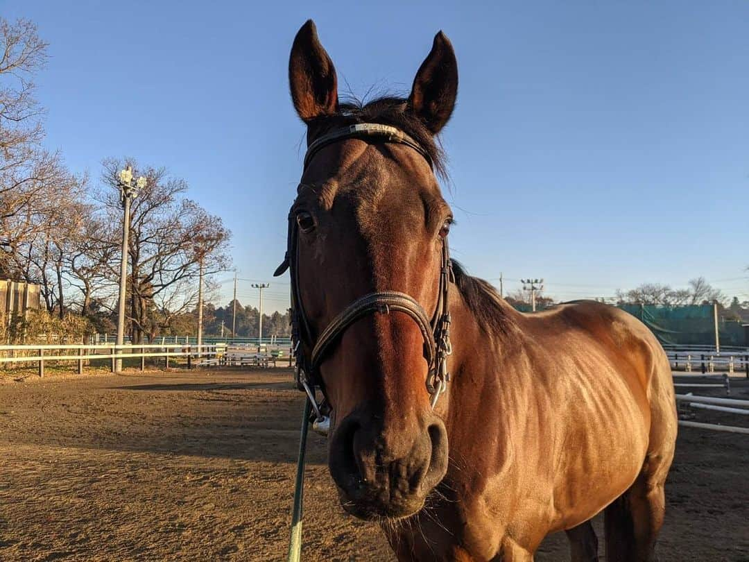 木南晴夏のインスタグラム：「🐴☀️」