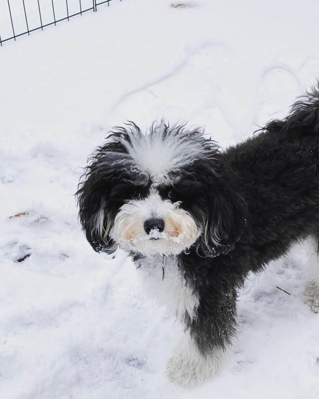 高橋幸宏さんのインスタグラム写真 - (高橋幸宏Instagram)「パスキャル、雪嬉しいのかな？鼻に雪ついてるよ？凍ってるかも？かわいいな、 もうすぐクリスマスだね！ #pascal  #パスキャル  #snow  #ゆき  #angel  ＃天使」12月21日 18時28分 - room66_yukihiro