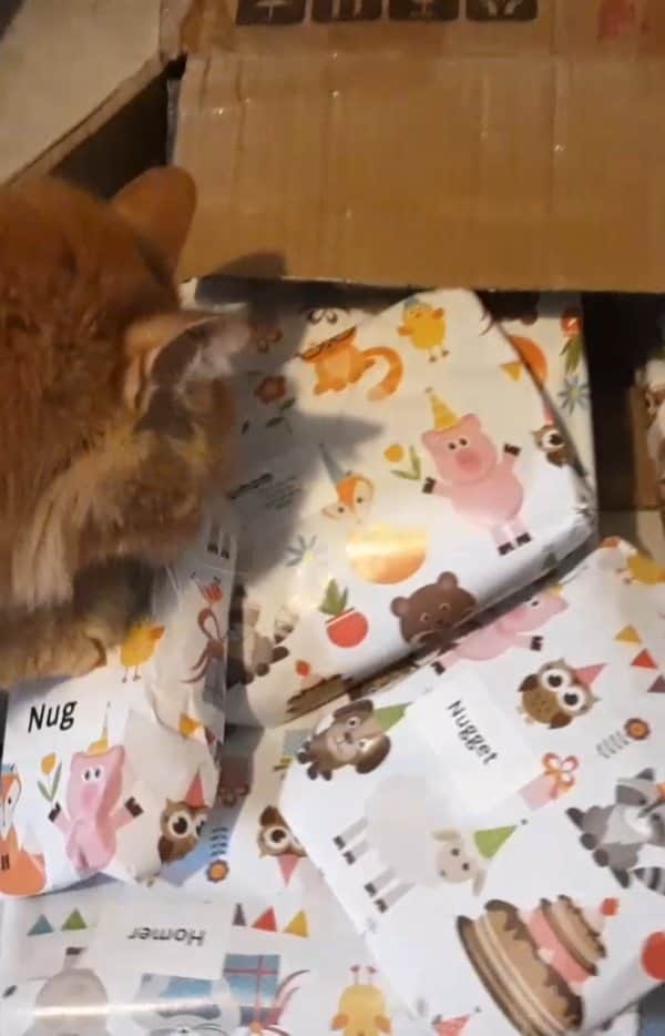 Homer Le Miaou & Nugget La Nugのインスタグラム：「Look what we’ve received: our #SecretSantaClaws2021 all the way from Singapore!!! It’s gonna be so hard to wait! Wait, that one is for Nug? I don’t care, i want it. It’s mine!!! 😸🎁🎅 #WhatsHersIsMineWhatsMineIsNotHers」