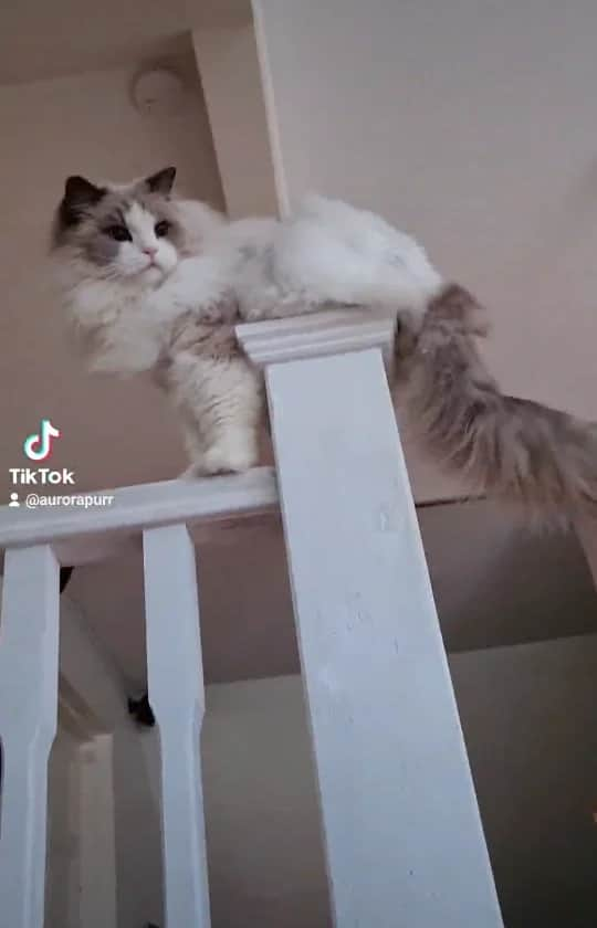 Princess Auroraのインスタグラム：「I love my kitty cat 🐱 🐈   Tiktok: @aurorapurr  #catsofinstagram #cats_of_instagram #catlove #ragdoll #ragdollcat #ragdollsofinstagram #fluffycat #floofy #meowstagram #meowed #catsoftiktok #tiktok #merrycatmas #aurorapurr」