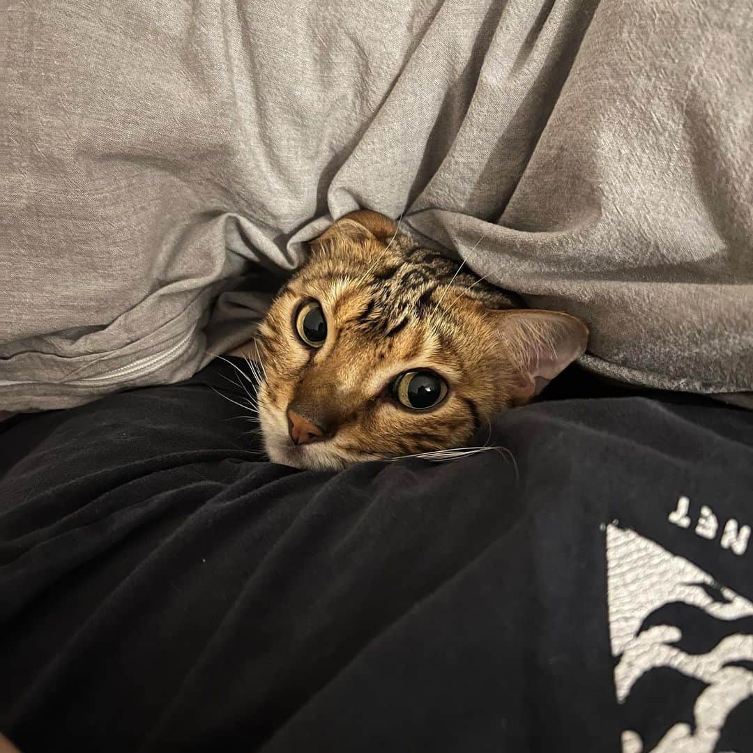 トミックのインスタグラム：「最近寒くない？  #トミック #トミスタj  #youtuber  #猫　#cat #ベンガル　#ベンガル猫 #ルトロゼ #一緒に寝てるわけではなくて暖かさの利害関係だと思ってる」