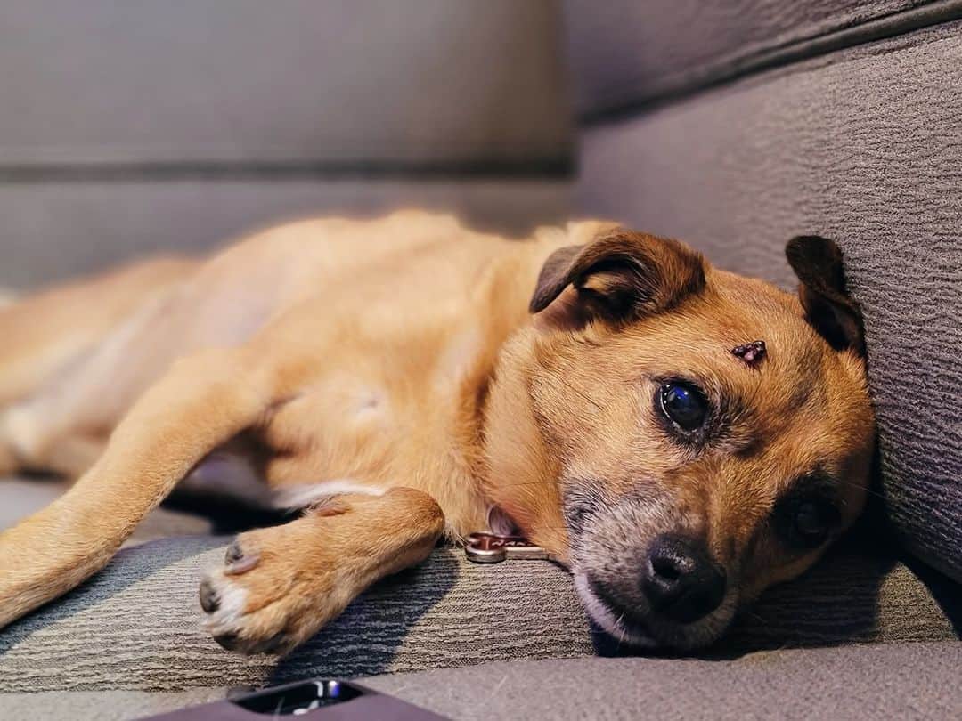 Grandma Bettyのインスタグラム：「After a long silence on grandma's account, we regret to say that our sweet Harley dog was diagnosed with Lymphoma this week. For now, he is not in pain and is still eating and drinking, which is the most important thing. We will post updates when we have them.  Harley was there for grandma through thick and thin, never leaving her side. A part of her still lives in him to this day, so the thought of him leaving us is hard right now.   Please keep Harley in your thoughts and prayers. ❤」