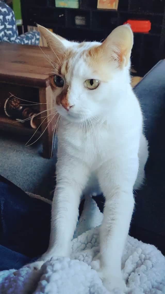 Richard Kittyのインスタグラム：「Do you KNEAD some midday biscuits? Richard can provide! 🍞」