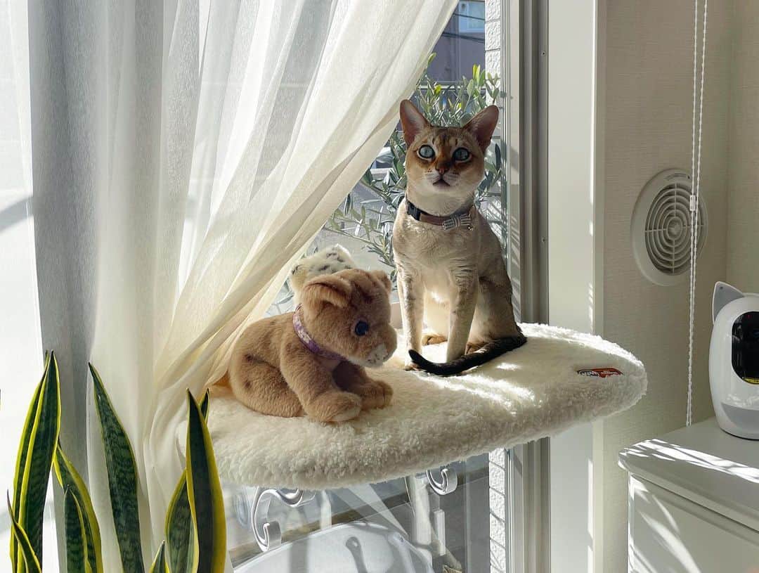 モルト♡Malt(Singapuracat)さんのインスタグラム写真 - (モルト♡Malt(Singapuracat)Instagram)「お天気いいにゃ😽🌿✨ * * #catsofinstagram #cats_of_world #cat_features #catloversclub #cutepetclub #bestmeow #bestcats_oftheworld #themeowlife #Excellent_Cats #9gag #シンガプーラ #猫 #ねこ#ねこ部 #ふわもこ部 #猫のいる暮らし #猫とインテリア ＃猫ベッド #ウィンドウベッド #catbed」1月21日 10時17分 - apy.malt