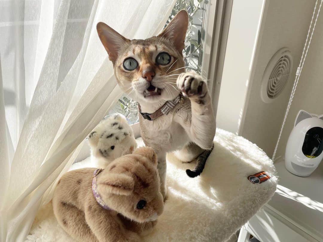 モルト♡Malt(Singapuracat)のインスタグラム：「お天気いいにゃ😽🌿✨ * * #catsofinstagram #cats_of_world #cat_features #catloversclub #cutepetclub #bestmeow #bestcats_oftheworld #themeowlife #Excellent_Cats #9gag #シンガプーラ #猫 #ねこ#ねこ部 #ふわもこ部 #猫のいる暮らし #猫とインテリア ＃猫ベッド #ウィンドウベッド #catbed」