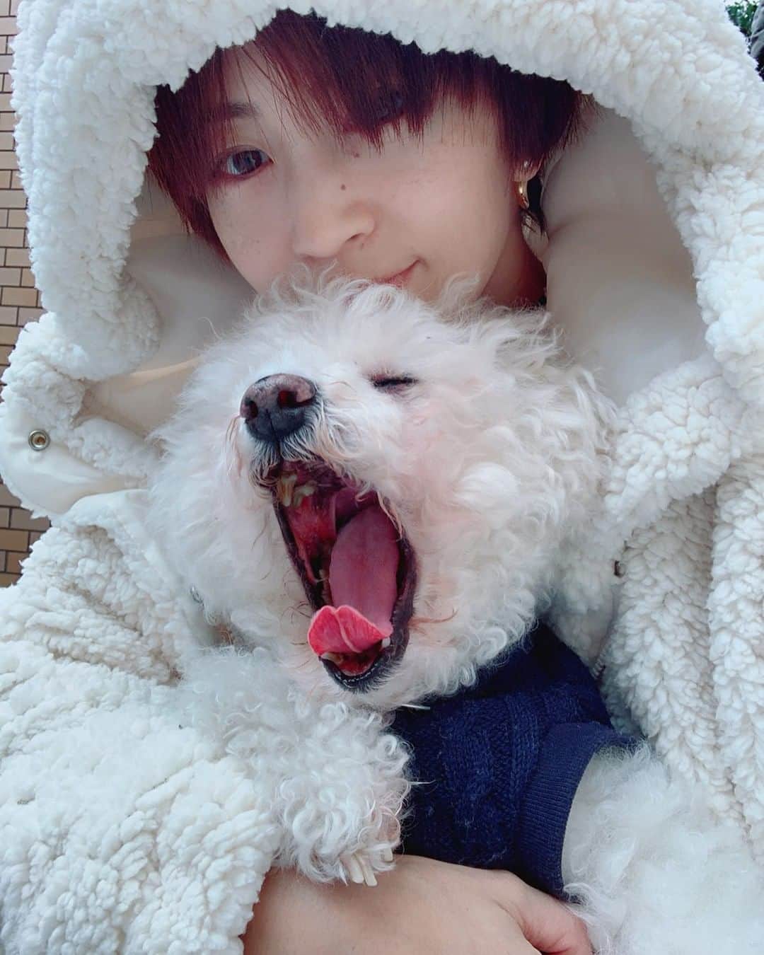 安田美沙子さんのインスタグラム写真 - (安田美沙子Instagram)「1.17 ははんなのお誕生日。 15さい、おめでとう🐶  まだまだ、そばにいてね🎂  #がおー　#はんな　#bichonfrise  #dog #family #15yearsold  #はんなみたいな服　#誕生日 #おめでとう　@meeme_tokyo」1月17日 18時29分 - yasuda_misako