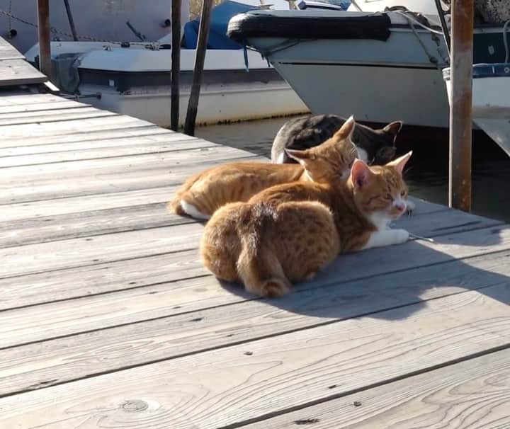 五十嵐健太のインスタグラム：「仲良し #白茶猫　#猫　#cat #catstagram  #にゃんこ #cutecats」