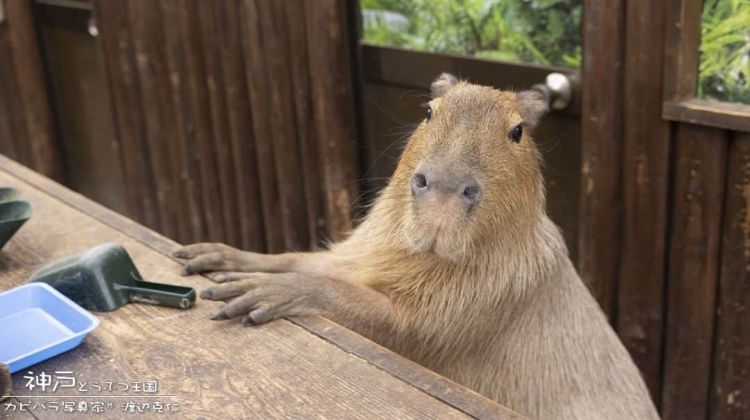 渡辺克仁さんのインスタグラム写真 - (渡辺克仁Instagram)「餌売り場にて。この方は販売スタッフでは、ございません。  #カピバラ #水豚 #capybara #神戸どうぶつ王国 #撮影 #animal #動物園 #大好き #動物 #写真好きな人と繋がりたい #癒し」1月17日 11時58分 - katsuhito.watanabe