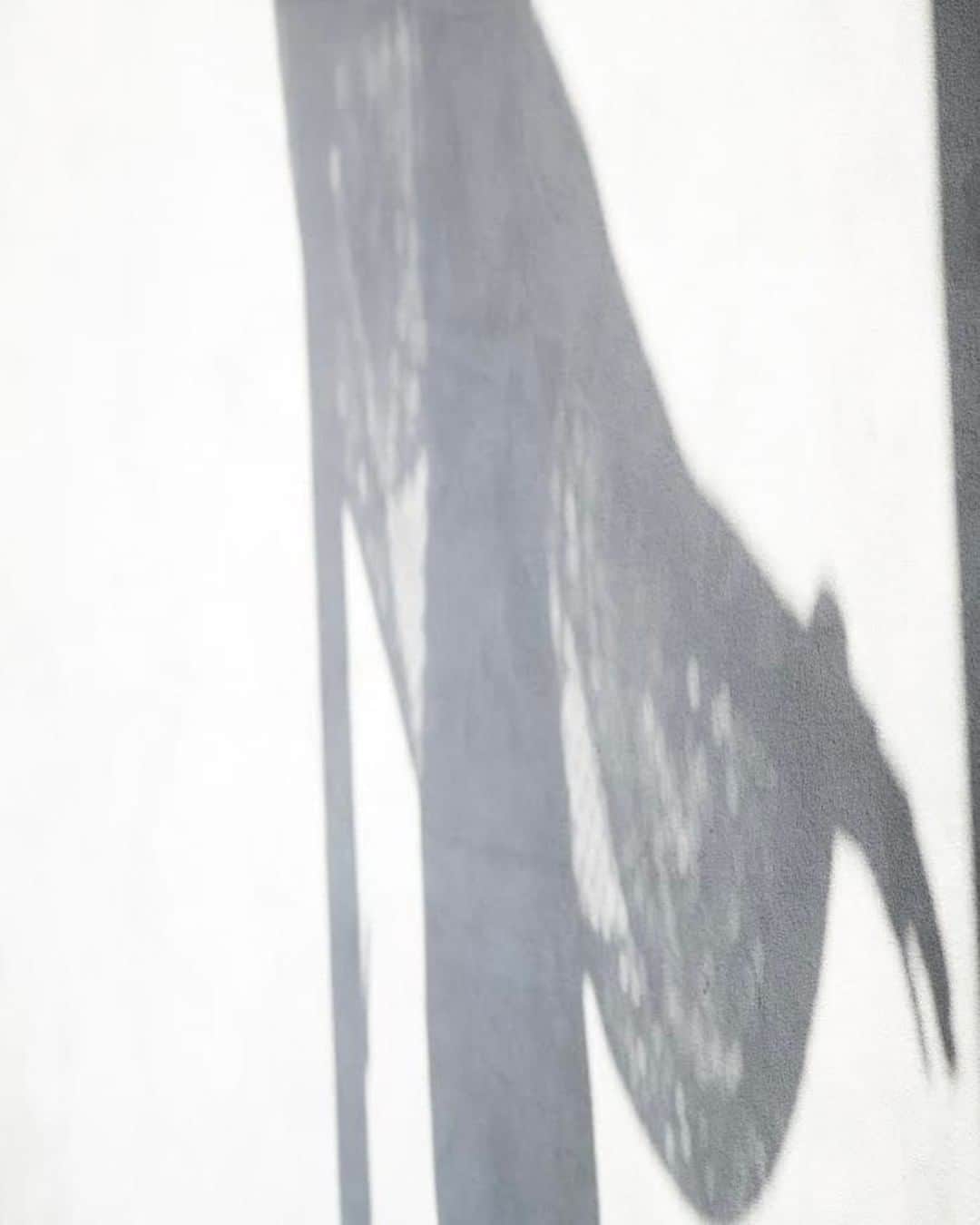 早坂香須子さんのインスタグラム写真 - (早坂香須子Instagram)「プルオーバーは後ろ姿もこだわり、シンプルな刺繍で切替しをつけてセーラーカラーの様に仕上げています。 この刺繍ひとつで背中がのっぺりと見えず、全身のバランスもよくなるんです。  ちょとしたこだわりをすぐに反映させてくれるのは、佐藤繊維が技術力の高いニットメーカーだからこそ。今回も感動しました。  「crochet knit short pants 」 プルオーバーとセットアップにおすすめなショートパンツは、綿特有のハリコシの良さと編みの技術で、身体のラインを拾わず、スタイルがよく見える！  私はお腹ぽっこりなので、これは気にするところでして。ポケットも、綺麗なラインを損なわないように絶妙な位置に拘り、本当にいい具合に仕上がりました。  風通しが良く、暑い夏も心地よく、プルオーバーもショートパンツも体型カバーに一役買う1枚です。  Very White（白） Saffron Yellow（黄色） Framboise Red（赤） Leaf Green（緑）  4色展開  モデルのなたねさんはインナーにマユハダのsoilを着用 私はpearlを着用しています。  昨年の春夏に作った、麻由来のロングパンツに合わせても可愛いと思う🤍  #佐藤繊維と早坂香須子  @kone_satoseni  @___gea___  #1月20日から受注開始 #サマーニット #ポンチョ #メッシュニット #クロシェ編み#佐藤繊維と早坂香須子 #koneknit #佐藤繊維 #ニットパンツ#fashion  #knit」1月17日 13時00分 - kazukovalentine