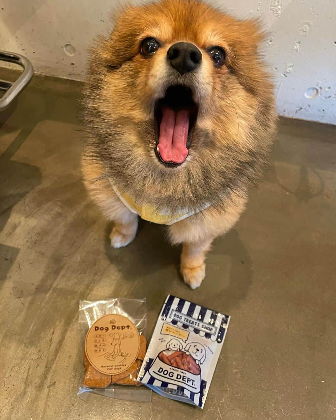 KITAKAZE & LILIのインスタグラム：「またしてもカロリーGET😋🐶✨いつも差し入れありがとう☻みんなの愛の大きさがリリのデカさですw  #リリスタグラム#lilistagram#ポメラニアン #ポメラニアンが世界一可愛い #ポメラニアン部 #ポメ #ポメスタグラム #犬 #犬バカ部 #いぬ部 #いぬら部 #いぬバカ部 #いぬのきもち #いぬぐみ #いぬすたぐらむ #ふわもこ部#ティックトック #pomeranian #pomeranians #pomeranianlove #pomeraniansofinstagram #pom #dog #dogstagram #doglover #doglife#tiktok#tiktoker#カロリー#プレゼント」