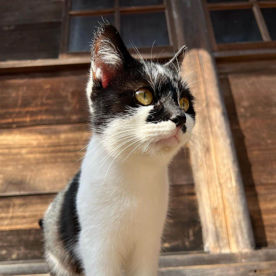 はしもとみおさんのインスタグラム写真 - (はしもとみおInstagram)「日間賀島にいた猫ちゃん。 名前どうしようかな、 ハチワレでもなく、不思議な模様が素敵なにゃんこ。 まだまだ仕上げに時間がかかりそう。  #子猫 #ねこ #cat#日間賀島 #japanesecat #cat #woodcarving #woodworking」1月17日 15時47分 - hashimotomio