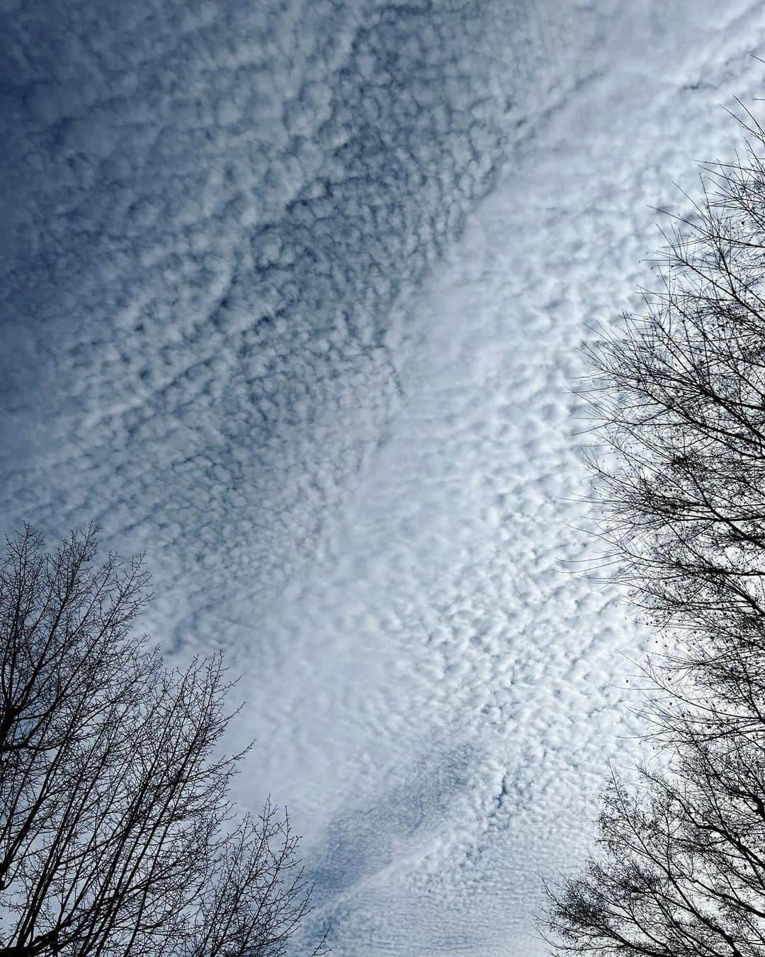 今村涼子さんのインスタグラム写真 - (今村涼子Instagram)「#今日の空 モコモコ絨毯を敷き詰めたような #うろこ雲」1月17日 20時04分 - ryoko.imamu