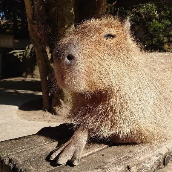 渡辺克仁さんのインスタグラム写真 - (渡辺克仁Instagram)「ぽかぽか陽気でカピバラ達はお風呂より日光浴。  #カピバラ #水豚 #capybara #長崎バイオパーク」1月18日 13時32分 - katsuhito.watanabe