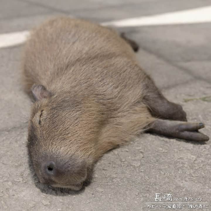 渡辺克仁さんのインスタグラム写真 - (渡辺克仁Instagram)「おはようございます。  #カピバラ #水豚 #capybara  #おはようございます #おはよう」1月18日 8時00分 - katsuhito.watanabe