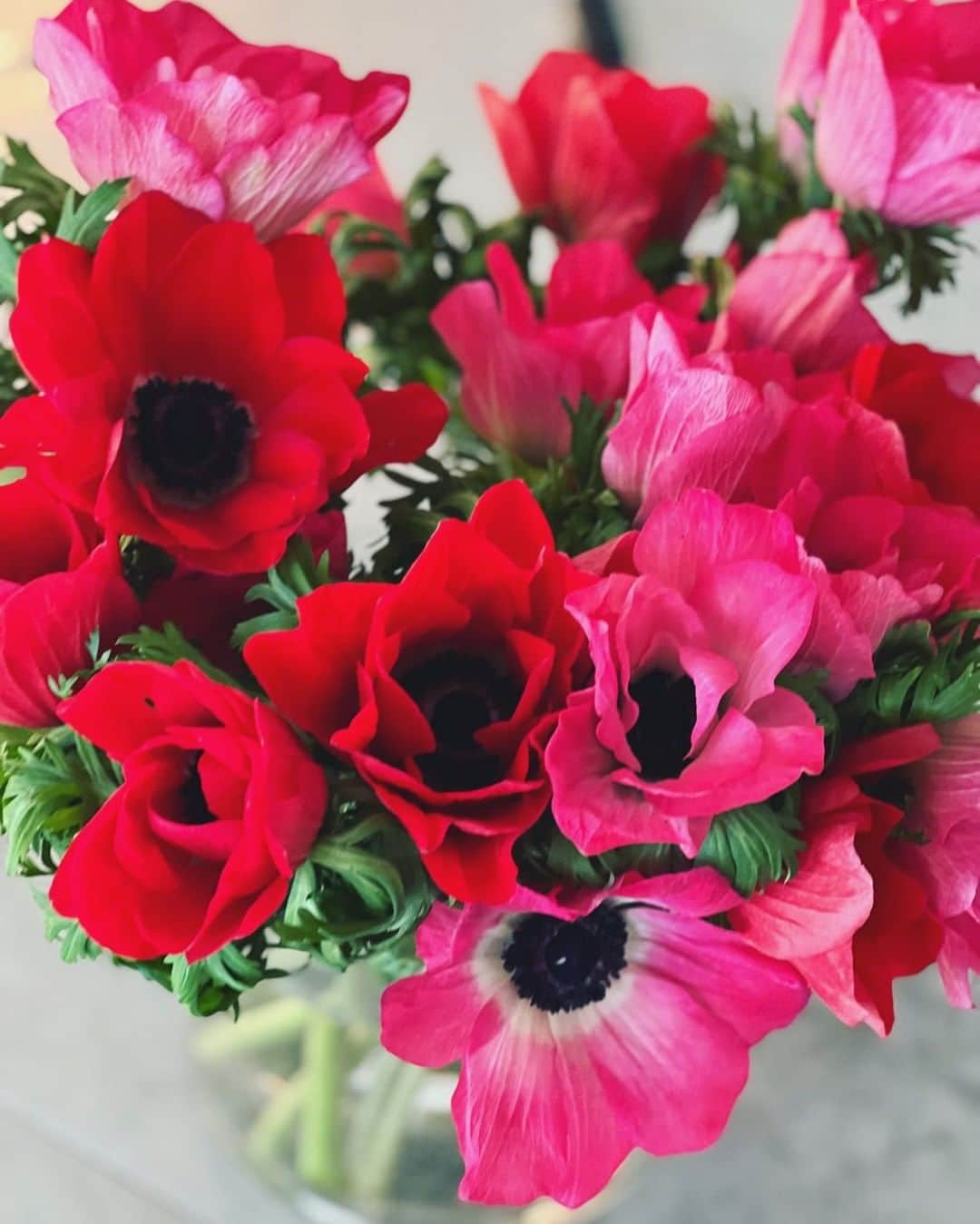 神崎恵さんのインスタグラム写真 - (神崎恵Instagram)「いつものお花屋さんで、アネモネとラナンキュラスを選びました。 「だんだんと春のお花がはいってきましたよ〜」 お店の方と、お花と季節の話をするのがとても楽しくて。 「春のお花もかわいいですよね〜」 ふたりできゃっきゃしてしまった🙈　 春が近づいてきてるなぁ。と感じる彩りでした。  今夜は21時頃からライブの予定です。 キレイになるお話ししましょ〜☺️ 楽しみです。」1月18日 8時56分 - megumi_kanzaki