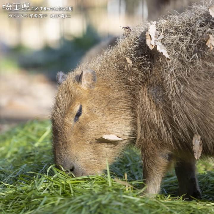 渡辺克仁さんのインスタグラム写真 - (渡辺克仁Instagram)「美味しそうなGreen。  #カピバラ #水豚 #capybara #埼玉県こども動物自然公園  #撮影 #animal #動物園 #大好き #動物 #写真好きな人と繋がりたい #癒し」1月18日 11時58分 - katsuhito.watanabe