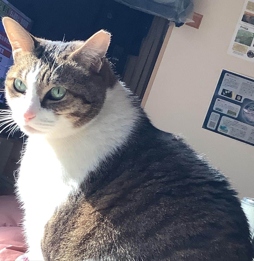 lululukululuのインスタグラム：「ちょっと不機嫌クルル😆 #ねこ#ネコ#猫#cat」