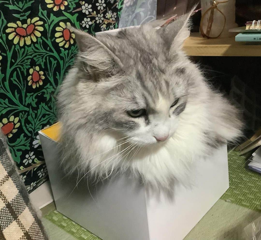 lululukululuのインスタグラム：「ちょっと小さくないか？ #ねこ#ネコ#猫#cat」