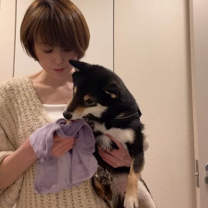 岩瀬玲のインスタグラム：「今日は寒かったですねえ  仕事とか人間関係とか って点と点が繋がるような ことがよくあって 今日もそんな日でした✨  共通してるのは 行動した結果そうなってるってこと  そして 何気ない日常だけど サブのお世話してる時が 幸せだなー❤️❤️  ここ数日キャスティングの件で いい話が立て続けに❤️ ありがとうございます  #キャスティング #柴犬 #モデル募集 #サブ」