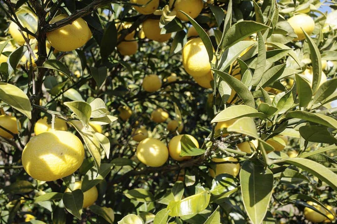 内山理名さんのインスタグラム写真 - (内山理名Instagram)「𓈒𓏸𓐍𓂃  レモン畑視察へ！ 鳥のさえずりを聞き、海を見ながらの収穫は癒されました。  蜂蜜レモンや塩レモン、他にもレモンを使ったレシピ考えてみよ🍋楽しみすぎる。  まず今夜は、レモン風呂でリフレッシュします。」1月18日 18時55分 - rinauchiyama_official