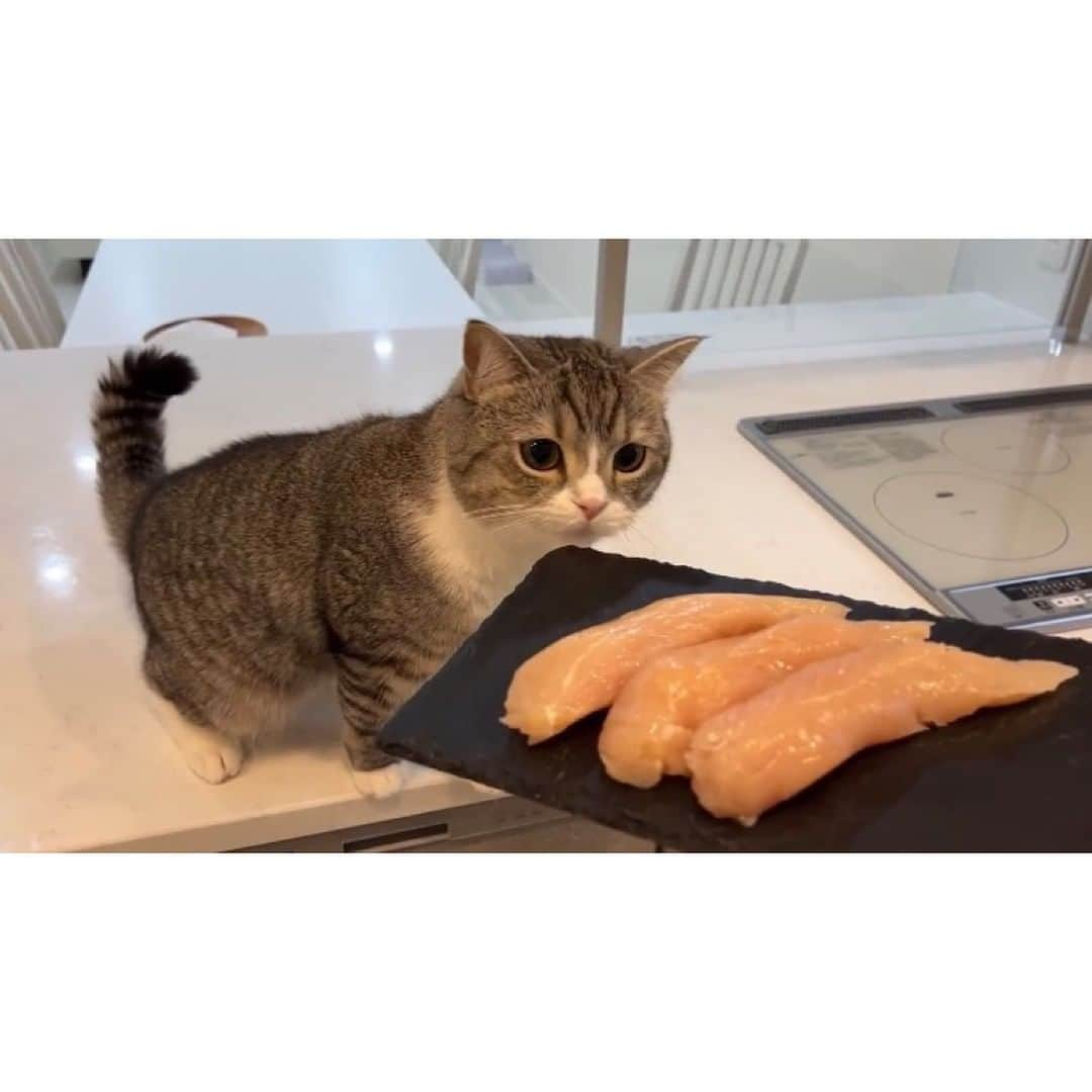 もちまるさんのインスタグラム写真 - (もちまるInstagram)「飼い主の手作りご飯が待ちきれない猫」1月19日 18時01分 - catmotimaru