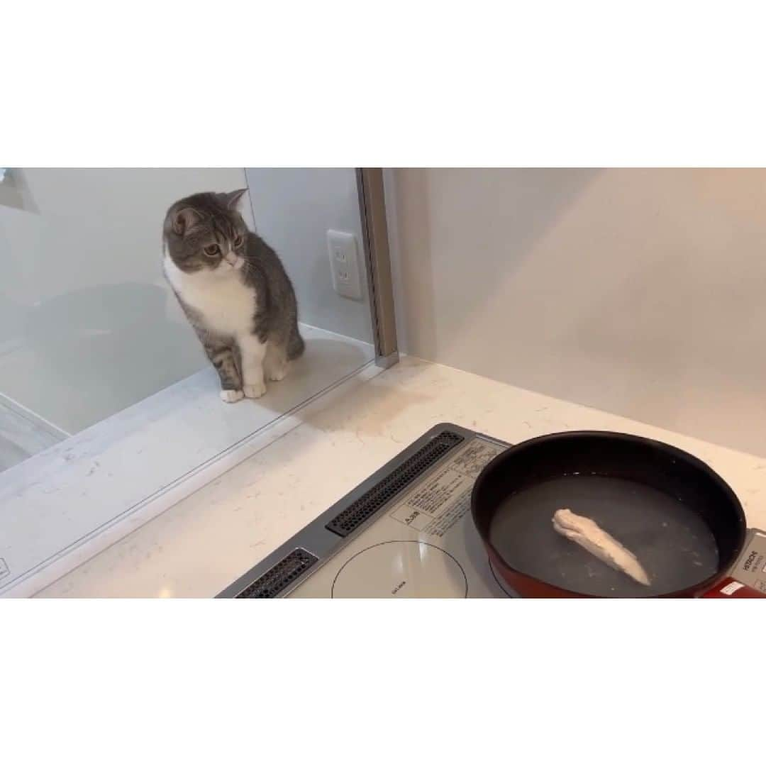 もちまるさんのインスタグラム写真 - (もちまるInstagram)「飼い主の手作りご飯が待ちきれない猫」1月19日 18時01分 - catmotimaru