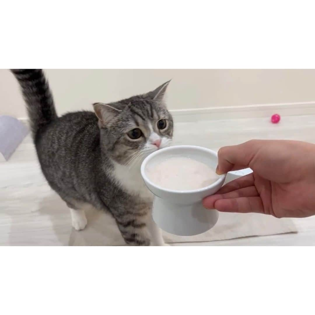 もちまるさんのインスタグラム写真 - (もちまるInstagram)「飼い主の手作りご飯が待ちきれない猫」1月19日 18時01分 - catmotimaru