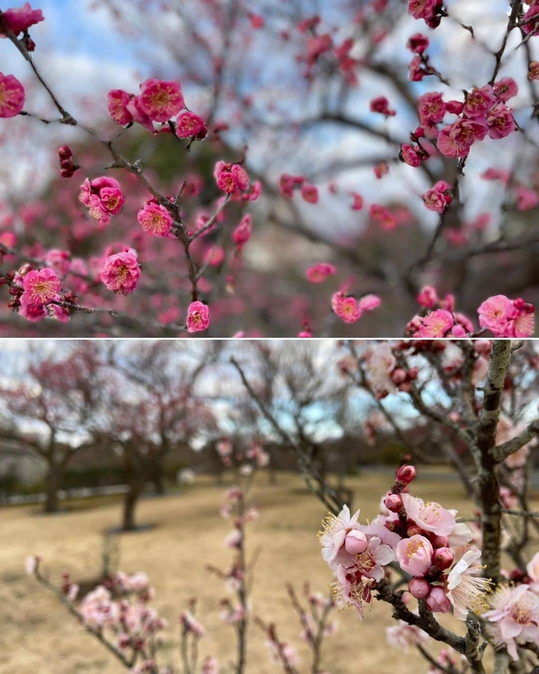 依田司さんのインスタグラム写真 - (依田司Instagram)「1月19日(水) 神奈川県の小田原フラワーガーデンから。 早咲きの八重寒紅は、すでに満開。白梅の冬至や八重野梅も開花が進んでいます。ちなみに、私と同じ名前の緋の司と司絞りは、まだつぼみで今後が楽しみ。こちらには200品種480本の梅があり、このあと中咲き、遅咲きと3月まで楽しめます。あさって金曜日から梅まつりが開催されますが、こんな時にも空いている時間に行ってのんびり散策したいですね。小田原のかまぼこと練り梅がたまらない「梅まつりそば」がおススメです。 ハウス内では、赤いふわふわのレッドパウダーパフと幻の黄色い椿とも言われるキンカチャも必見です。  昨日の雪だいぶバタバタは「スノーエンジェル」といいます。ご存じない方が多く、大の字でバタバタと書かれていて汗をかきました笑。安全を確保して行っていますので、良い子は真似しないでね。  ウェザーニュースアプリでフォローいただいた皆様、ありがとうございます。皆さん全員をフォローバックさせて頂きました。 このところ、ウェザーニュースアプリにリポートをあげるのが日課となっていまして、真剣にリポート用写真を撮っているところをスタッフに撮られました。足が笑。  #小田原フラワーガーデン #梅もう見ごろ #DoCLASSE #ドゥクラッセ #依田さん #依田司 #お天気検定 #テレビ朝日 #グッドモーニング #サタデーステーション #気象予報士 #お天気キャスター #japan #japantrip #japantravel #unknownjapan #japanAdventure #japanlife #lifeinjapan #instagramjapan #instajapan #療癒 #ilovejapan #weather #weathercaster #weatherforecast」1月19日 10時21分 - tsukasa_yoda