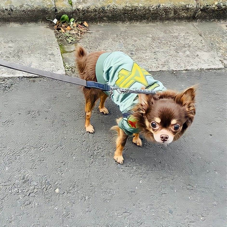 杉原杏璃さんのインスタグラム写真 - (杉原杏璃Instagram)「愛犬㊗️14歳！  黒蜜きなこさん  1/19  14歳おめでとう㊗️🎉  肝臓が悪く、胆嚢を取る大手術をしよくこの歳まで元気いっぱいでいてくれました♡♡  まだまだ毎日、リビングを走り回り🐕💨　 ぬいぐるみを噛みちぎり、振りまわす日々をおくっているので元気が有り余ってるようです✨  ボクの目標🐶『20歳までは元気いっぱいで毎日楽しく過ごす事💪』  日々私に癒しを与えてくれる大切な家族♡の一員です✨  きなこ🐶共々今後も皆様宜しくお願いします🤲  今日も仕事前のお散歩です🐾🐾  #グラビア#アイドル#グラドル#グラビアアイドル#anrisugihara#sugiharaanri#杉原杏璃#愛犬#お散歩#」1月19日 13時34分 - anri.sugihara.anri