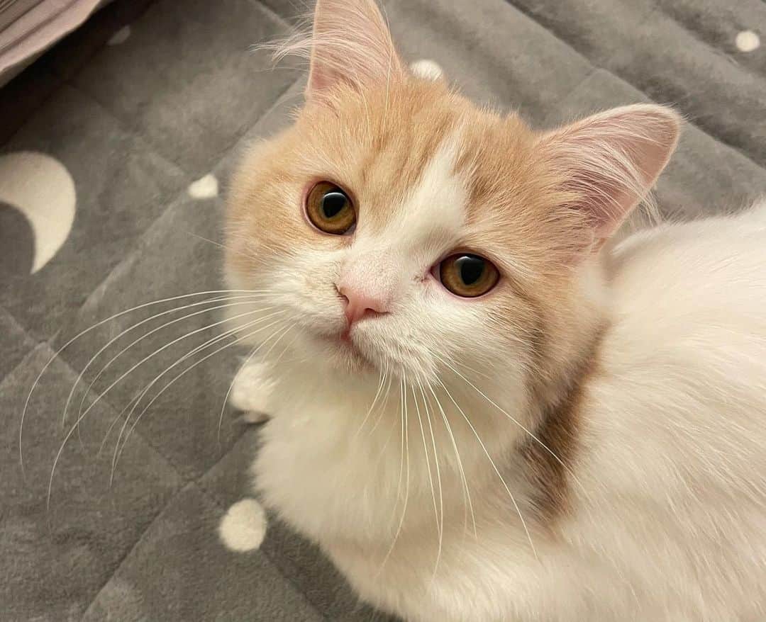 芹澤優のインスタグラム：「・  るーるるるるる るるるるるー  インスタでちゃんと載せ忘れてた♡  スコティッシュの女の子 「るるちゃん」 今ちょうど生後5ヶ月くらいです  絶妙なお顔つき ほんと可愛い  むーが大好きみたいで むーにすりすりしてぺろぺろして となりに寝っ転がってスヤァして  気が向いたら私のところにも来てくれます笑  お留守番も2人楽しそうでよかった  猫が2匹もにゃんにゃん幸せ〜  #この子達のためにも #ママ2022年も #よく働き #よく遊びます」