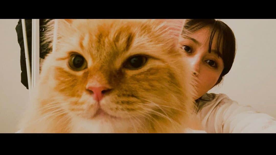 のインスタグラム：「🦁🤍  #猫のいる暮らし」