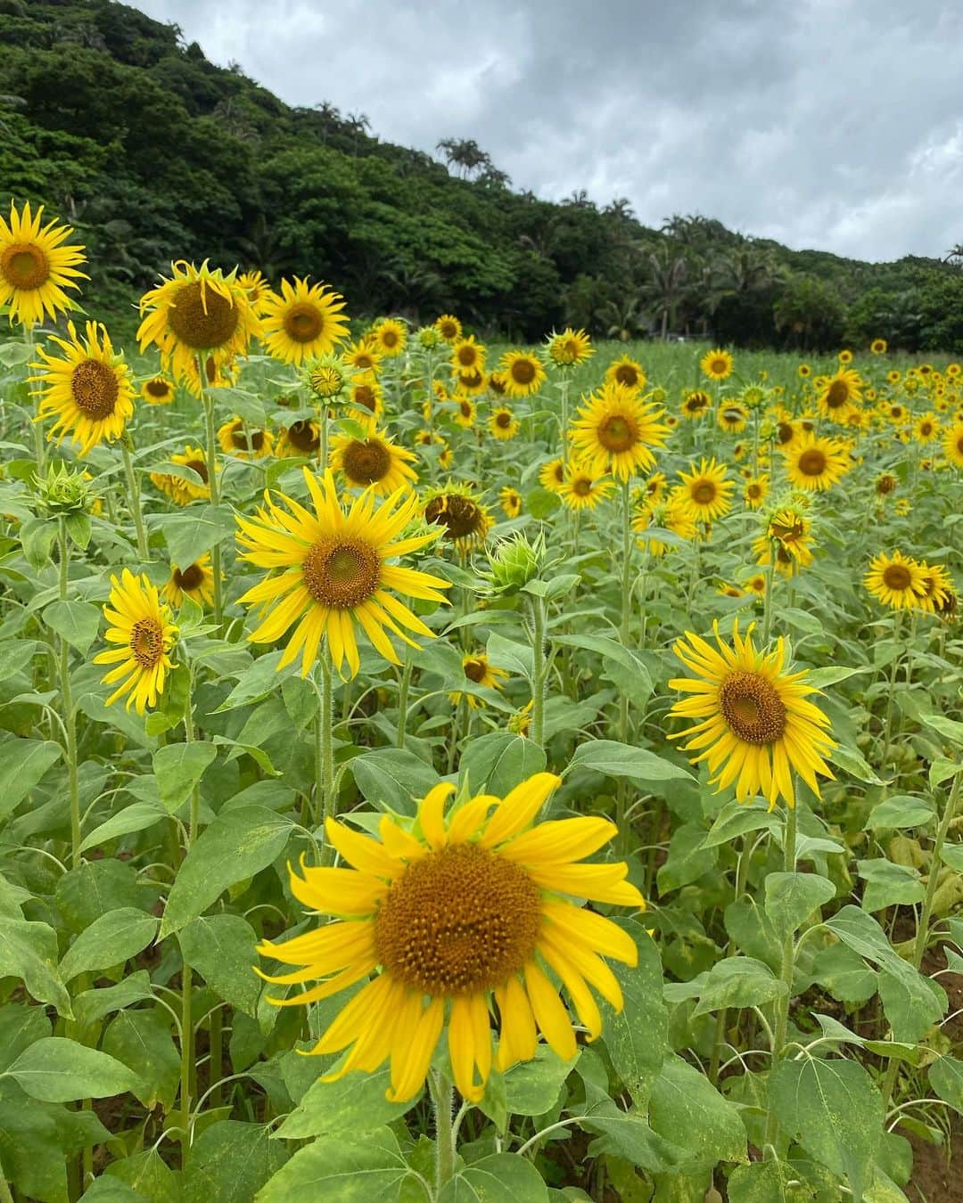 細井宏美さんのインスタグラム写真 - (細井宏美Instagram)「🌻☀️🌻☀️花よりジュース🌞💚 曇りでもすっごくテンション上がった！！ #ひまわり#ひまわり畑#flower#石垣島#ishigaki」1月19日 22時39分 - romihi_romihi